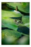 Tablou Canvas, "Brotac odihnindu-se pe frunza de nufăr", Broască, Frunze, Apă, Verde, Lumină, Natură, Calm, Tranquilitate, Reflecție, Ecosistem, 26 x