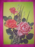 HOPCT 11398 TRANDAFIRI-RUSIA -CP FELICITARE FLORI- -NECIRCULATA