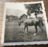 Fotografii Pojorata Suceava