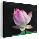 Tablou floare de lotus roz Tablou canvas pe panza CU RAMA 40x60 cm