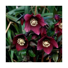Helleborus Red Pretty Ellen, Spanz, I, Rosu, radacina
