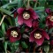 Helleborus Red Pretty Ellen, Spanz, I, Rosu, radacina