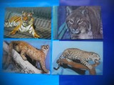 HOPCT LOT NR 444 FELINE -FAUNA -4 CARTI POSTALE-NECIRCULATE