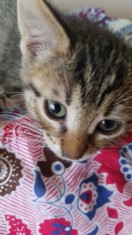 donez pui pisica metis norgegiana de padure foto