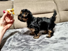 vand yorkshire terrier foto