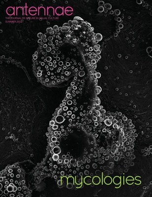 Antennae #58 Mycologies foto