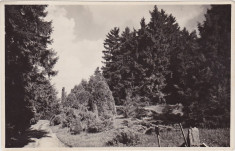 Cluj Gradina Botanica kolozsvar botanikus kert CP ilustrata necirculata ND(1940) foto