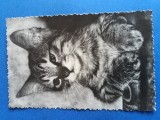 carti postale cu pisici , 35 lei bucata