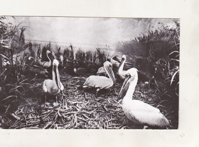 bnk cp Tulcea - Muzeul Delta Dunarii - Diorama pelicani - uzata foto