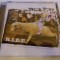 Trick Pony, - R.I.D.E.yu