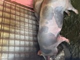 V&acirc;nd 3 porci &icirc;ntre 130 și 170kg
