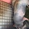 V&acirc;nd 3 porci &icirc;ntre 130 și 170kg