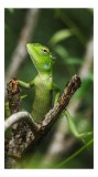 Tablou Canvas, "Șop&acirc;rla verde printre crengi uscate", Șop&acirc;rlă, Verde, Creangă, Natură, Frunze, Privire, Solzi, Ramură, V&acirc;rf, Ochi, Detaliu, Observare,