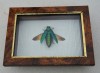 "Chrysochroa rajah" coleopter in caseton taxidermie