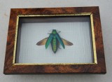 &quot;Chrysochroa rajah&quot; coleopter in caseton taxidermie