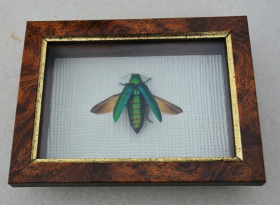 &amp;quot;Chrysochroa rajah&amp;quot; coleopter in caseton taxidermie foto