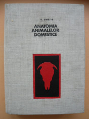 V. GHETIE - ANATOMIA ANIMALELOR DOMESTICE - 1967 foto