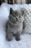 Pui British Shorthair superbi