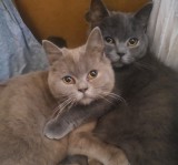 British shorthair