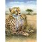 Prima mea pictura pe numere junior mica - Ghepard
