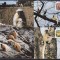 DB1 Fauna Bhutan WWF Langur Auriu 4 x Maxicard MNH