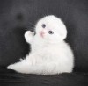 Pisicuță albă ca zăpada, Scottish Fold Shorthair, Pedigree, #1 All Systems