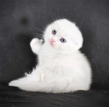 Pisicuță albă ca zăpada, Scottish Fold Shorthair, Pedigree