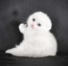 Pisicuță albă ca zăpada, Scottish Fold Shorthair, Pedigree