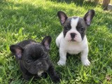Vănd cătelusi băiat si fată rasă Buldog Francez
