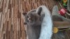 Pisicuțe British Shorthair, 2 luni, Educate la litieră, Măn&acirc;ncă singure - #1 All Systems