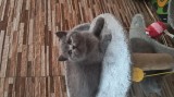 Pisicuțe British shorthair