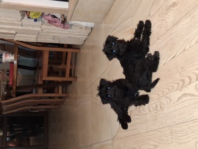 Vand Schnauzer pitic foto