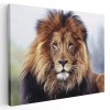 Tablou canvas fotografie portret leu multicolor 1282 Tablou canvas pe panza CU RAMA 50x70 cm