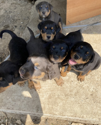 V&amp;acirc;nd pui de rottweiler! foto