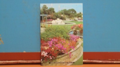 NOUA ZEELANDA - NAPIER - SUNKEN GARDENS - EXPLICATII PE VERSO - NECIRCULATA. foto