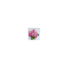 Blo.Hortensia NHS Sweety Pink 28