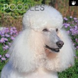 Poodles - 2024 Square Wall Calendar