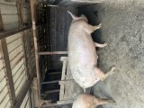 Disponibili porci
