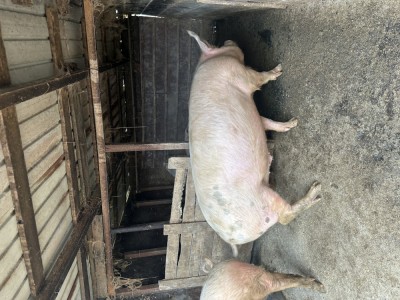 Disponibili porci foto