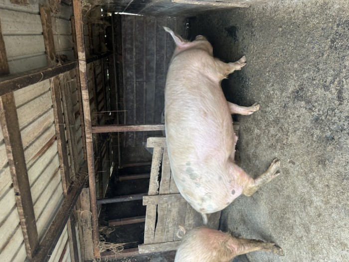 Disponibili porci