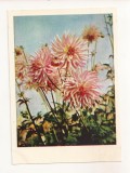 FA73-Carte Postala- RUSIA - Pravda, Dahlia flower, necirculata 1965