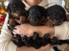 Vand pui Rottweiler