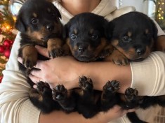 Vand pui Rottweiler