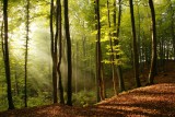 Fototapet Raze de Soare in Padure