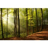 Fototapet Raze de Soare in Padure