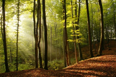 Fototapet Raze de Soare in Padure foto