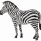 Zebra - Collecta