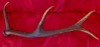 1 Corn de cerb carpatin peste 70 cm lungime