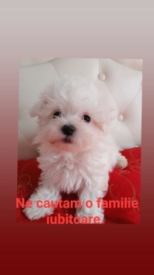 De v&amp;acirc;nzare foto