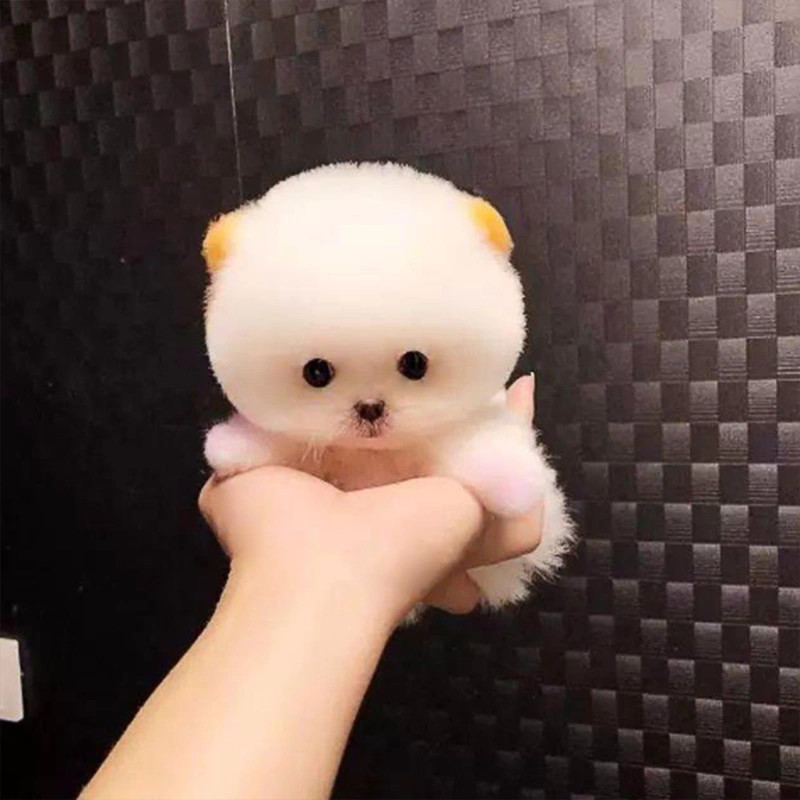 Pomeranian Mini Toy!Asigur transport in tara!